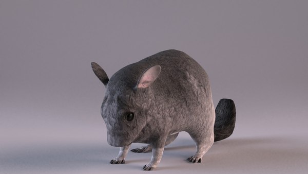 チンチラ3Dモデル - TurboSquid 1635259