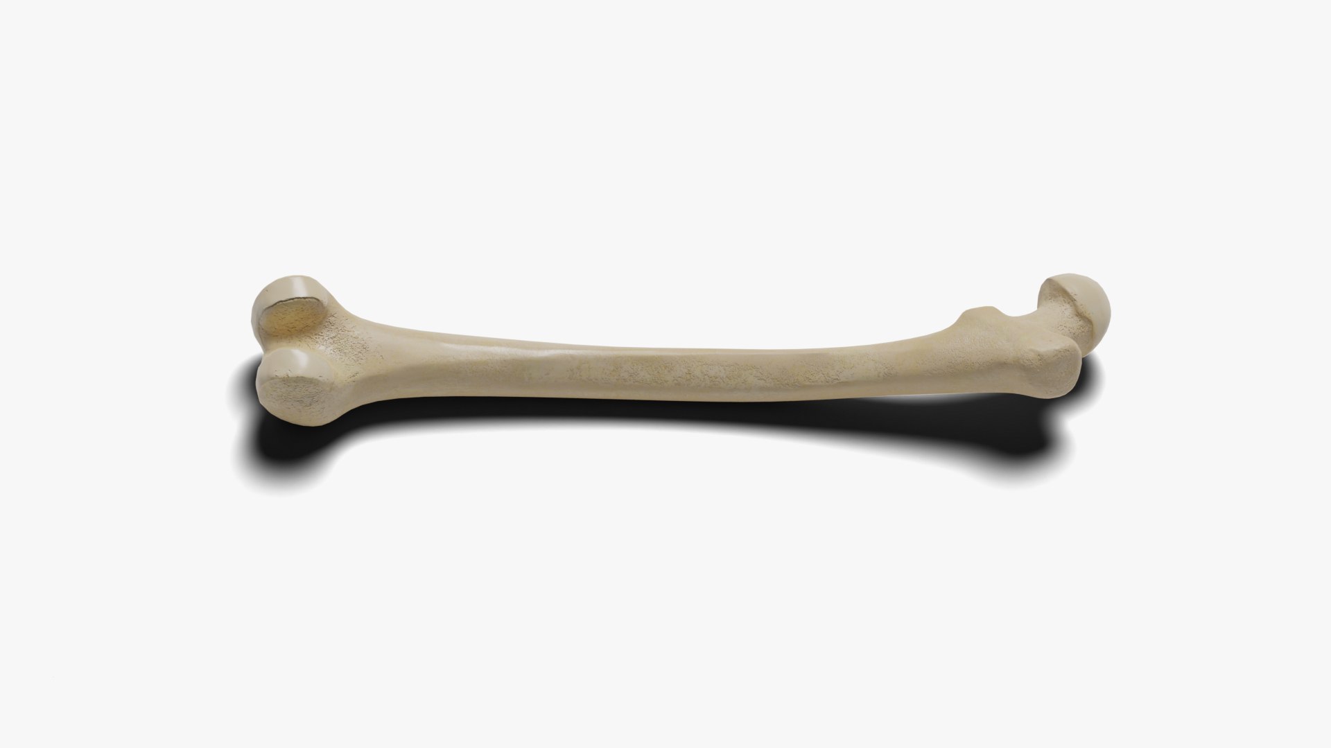 3D Human Femur Bone https://p.turbosquid.com/ts-thumb/7m/5YIchu/IX/3/jpg/1642205946/1920x1080/fit_q87/c9839844a405acaca080ac4d659a46d80c780e4d/3.jpg