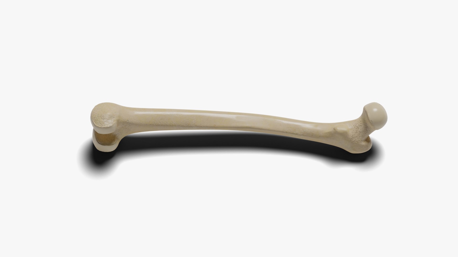 3D Human Femur Bone - TurboSquid 1840301