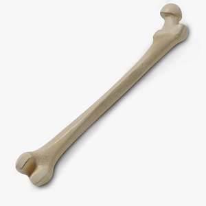 3D Human Femur Bone
