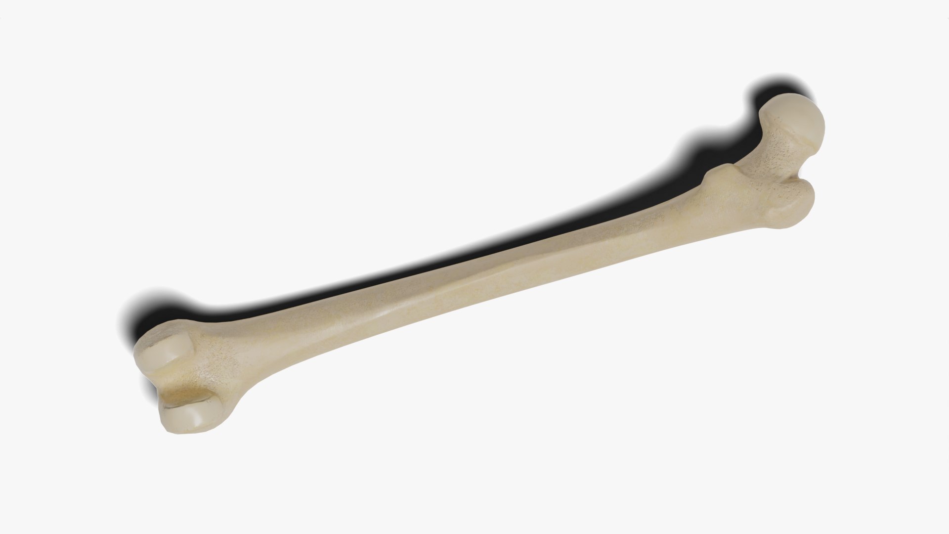 3D Human Femur Bone https://p.turbosquid.com/ts-thumb/7m/5YIchu/Ln/7/jpg/1642205948/1920x1080/fit_q87/602c7bba9a346b5ca445505f20354b3c6401f7e1/7.jpg
