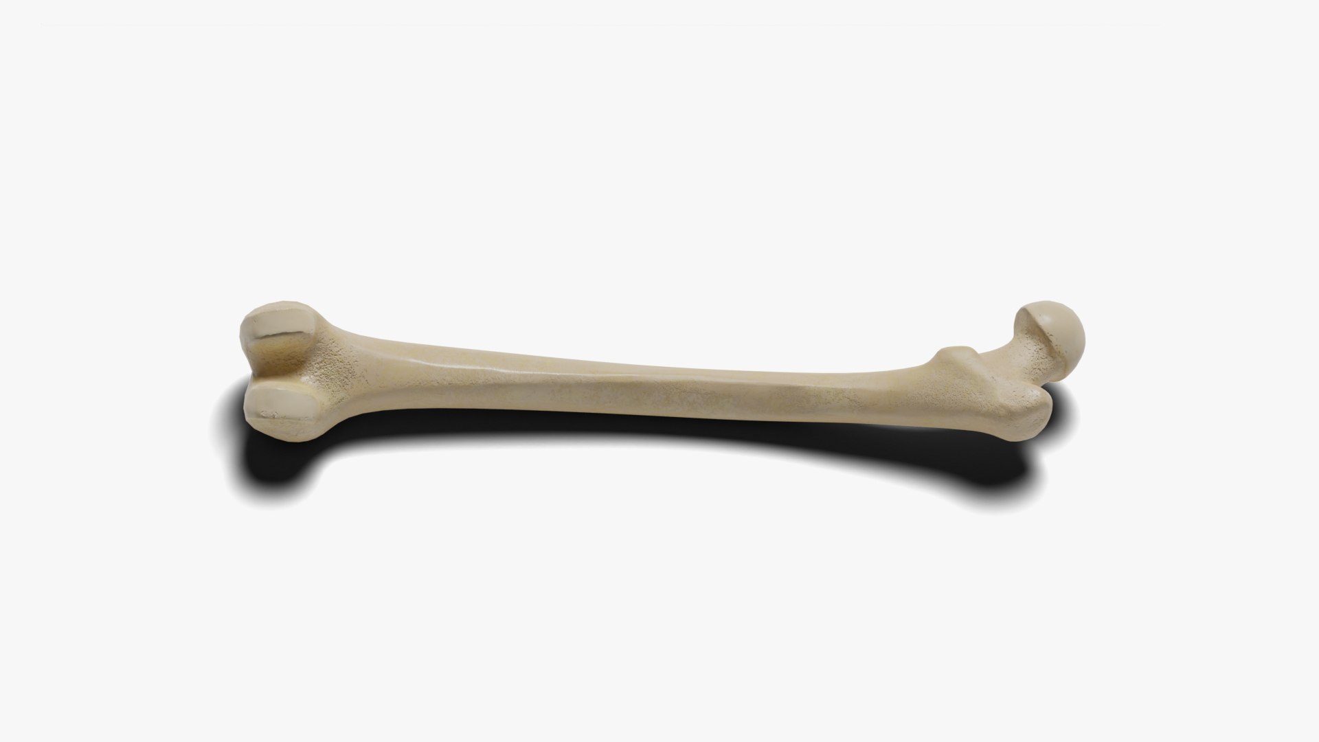 3D Human Femur Bone - TurboSquid 1840301