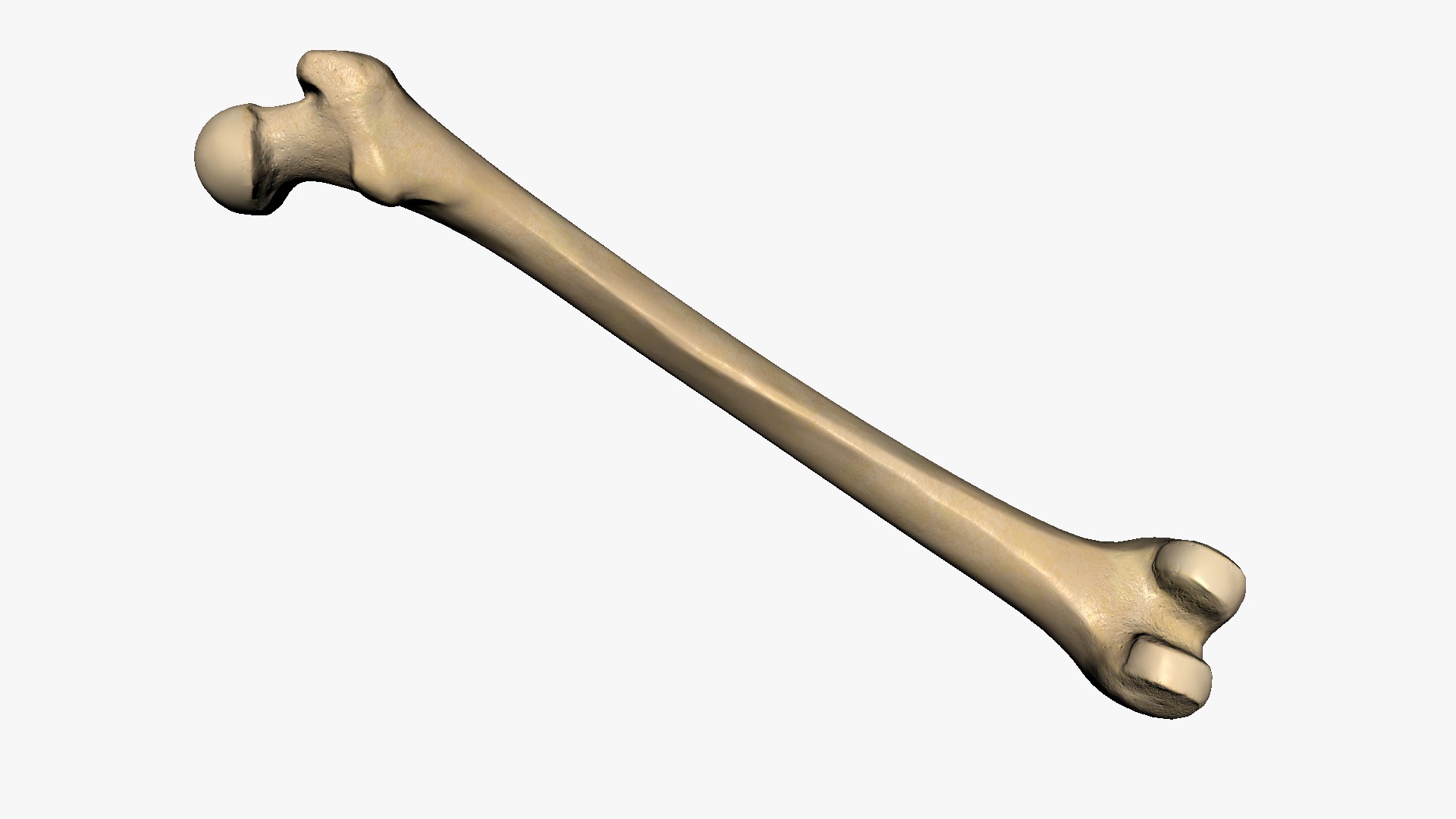 3D Human Femur Bone https://p.turbosquid.com/ts-thumb/7m/5YIchu/eb/1/jpg/1642205947/1920x1080/fit_q87/a3f69ed8378bec81cb581a171295db3d8ab8e7cc/1.jpg