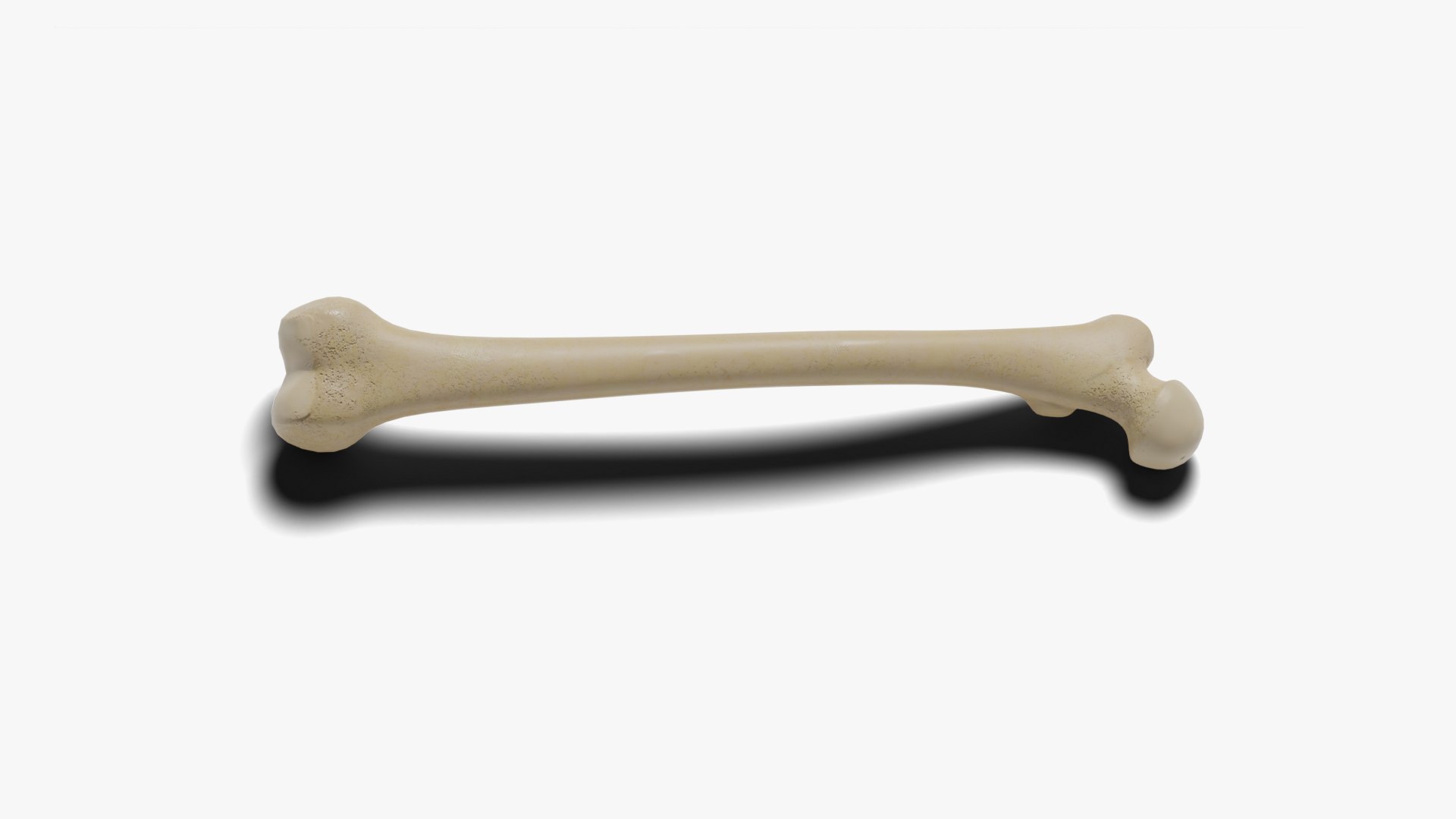 3D Human Femur Bone - TurboSquid 1840301