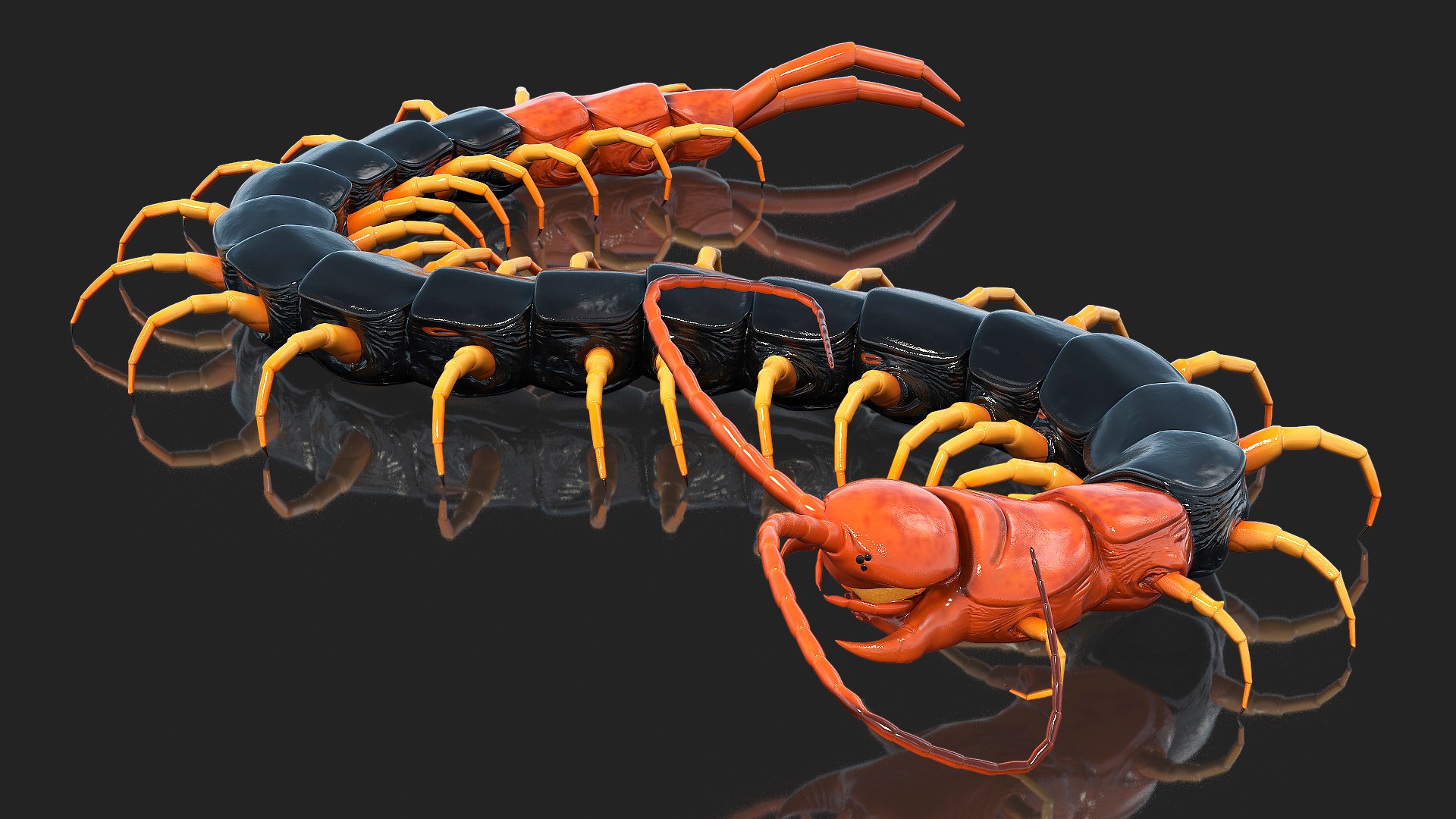 Giant Desert Centipede Rigged 3D model preview