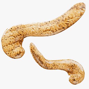Pancreas 3D model