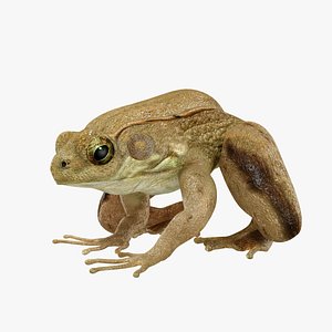 Green Frog (ANIMATED)