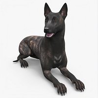 Shepherd Dog Lying Dark Brindle