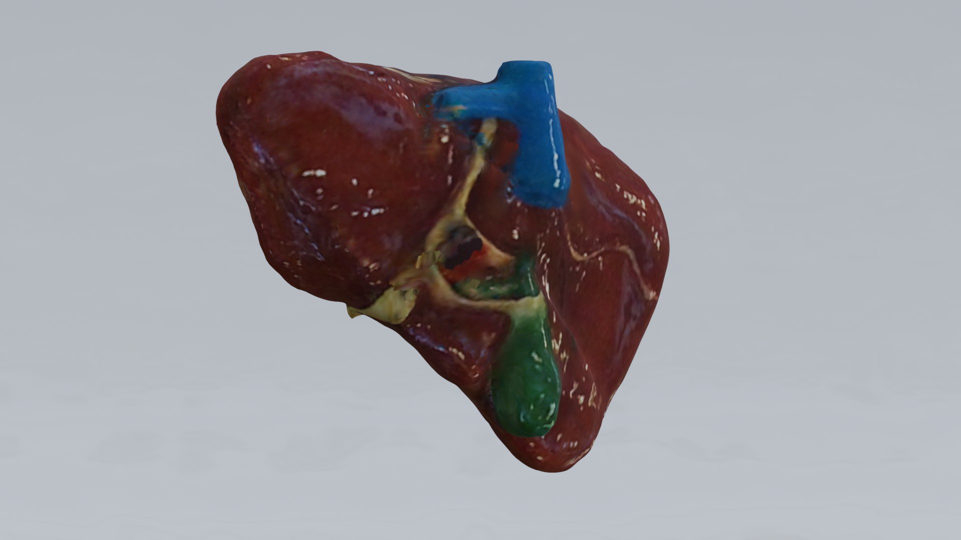 Human Organs Model - Brain Heart Lungs Liver Kidneys Stomach 3D model https://p.turbosquid.com/ts-thumb/7m/IMoNcx/03/24/png/1777125930/1920x1080/fit_q87/7ab74621f615aa6f18bfb6e2efe218fa5b0f6ab7/24.jpg