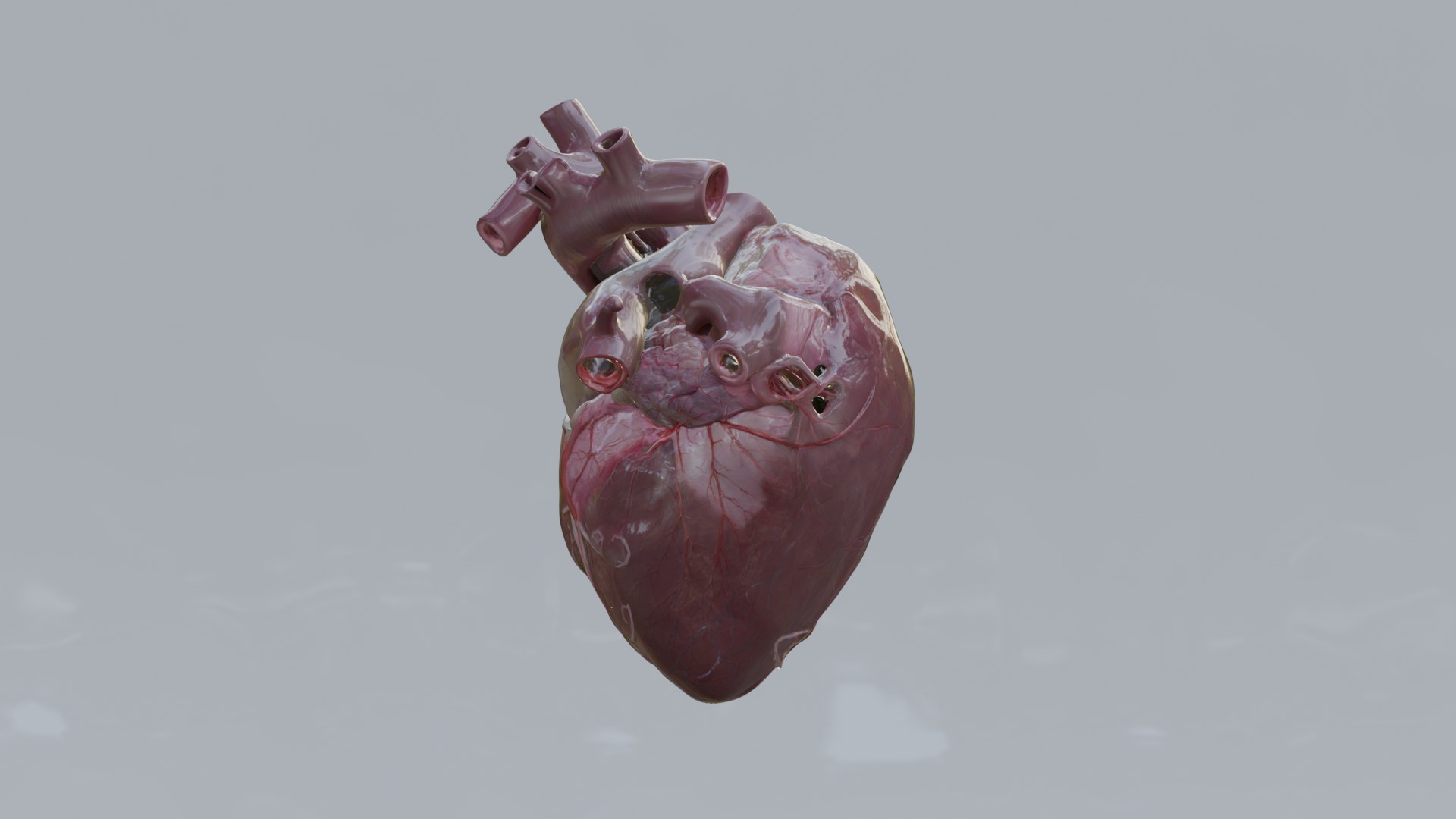 Human Organs Model - Brain Heart Lungs Liver Kidneys Stomach 3D model https://p.turbosquid.com/ts-thumb/7m/IMoNcx/7u/14/png/1777125802/1920x1080/fit_q87/7f0d967a20185f69918977652c0daf5fb6f91b06/14.jpg