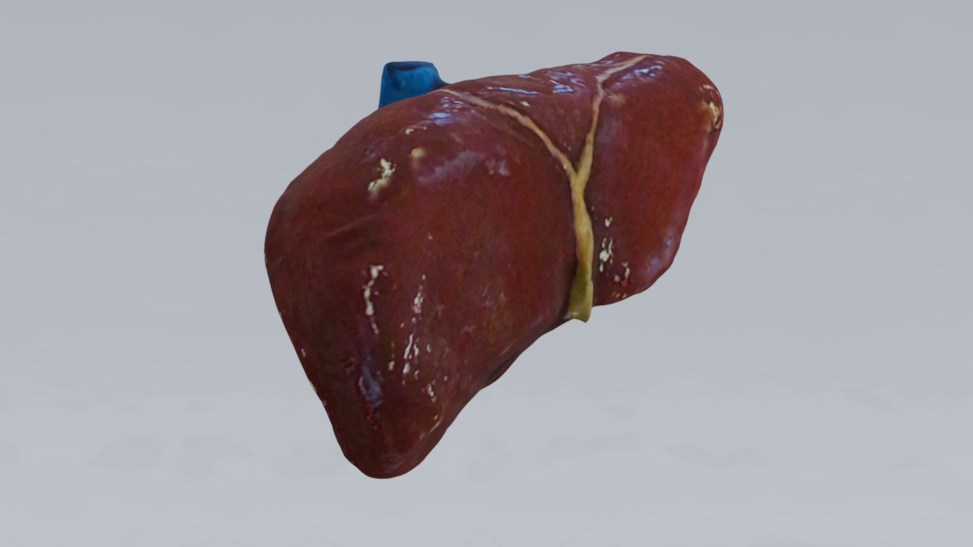 Human Organs Model - Brain Heart Lungs Liver Kidneys Stomach 3D model https://p.turbosquid.com/ts-thumb/7m/IMoNcx/Db/23/png/1777125924/1920x1080/fit_q87/0436901de07550f5678055cd38fd81f7573abcbd/23.jpg