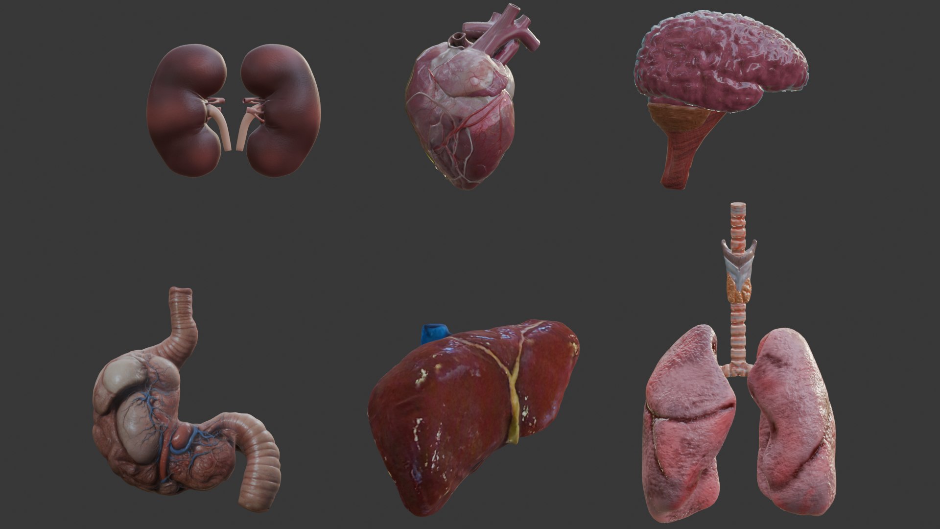 Human Organs Model - Brain Heart Lungs Liver Kidneys Stomach 3D model https://p.turbosquid.com/ts-thumb/7m/IMoNcx/F6/8/png/1777125766/1920x1080/fit_q87/910768dc942aa0211d544cb04df22ce55ccbaab3/8.jpg