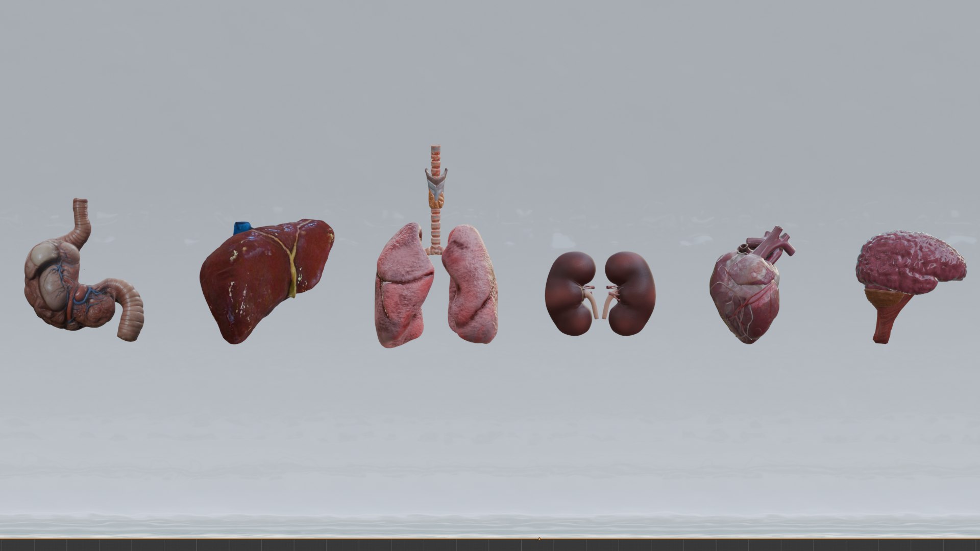 Human Organs Model - Brain Heart Lungs Liver Kidneys Stomach 3D model https://p.turbosquid.com/ts-thumb/7m/IMoNcx/GF/1/png/1777125759/1920x1080/fit_q87/f136cea89a323f032957443b1e68c7f2093a4ee1/1.jpg