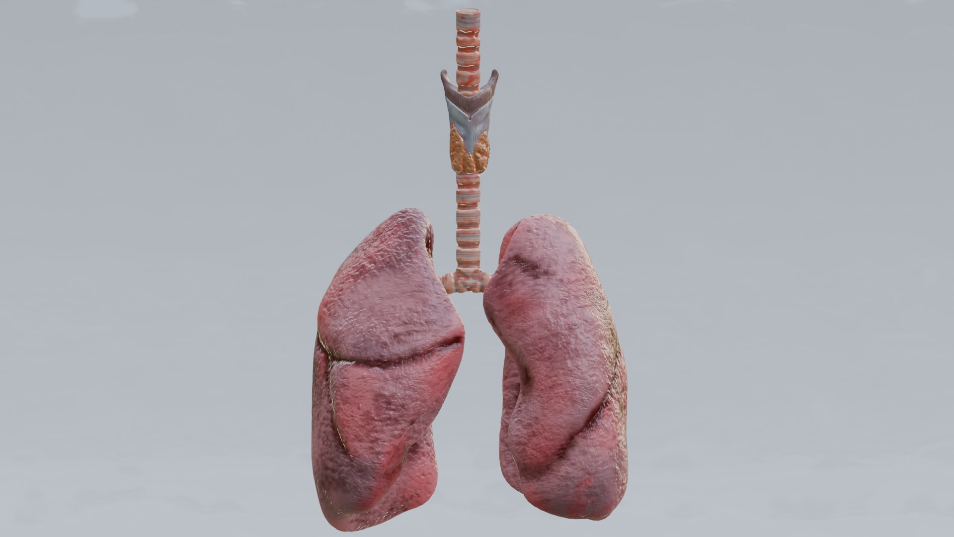 Human Organs Model - Brain Heart Lungs Liver Kidneys Stomach 3D model https://p.turbosquid.com/ts-thumb/7m/IMoNcx/Kv/25/png/1777125935/1920x1080/fit_q87/d7e515796162deecd25b23c2baffab4bc2edc5fd/25.jpg