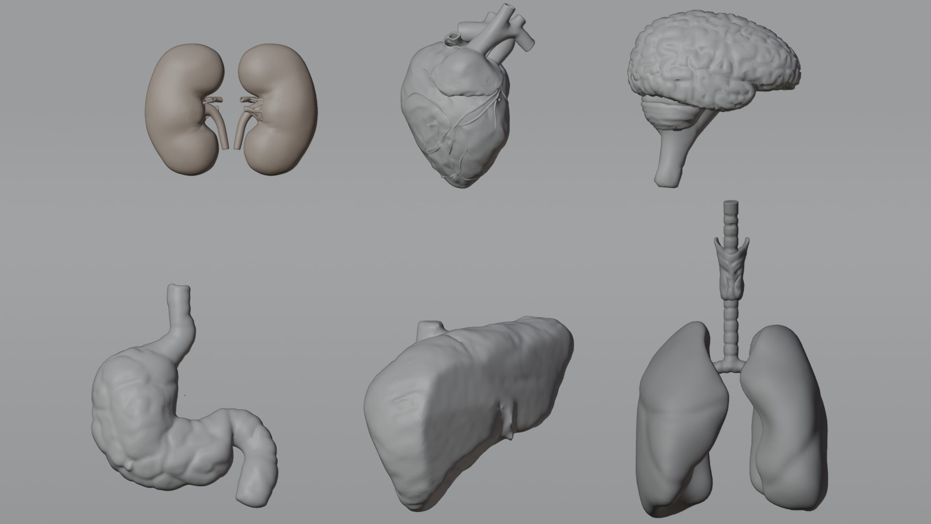 Human Organs Model - Brain Heart Lungs Liver Kidneys Stomach 3D model https://p.turbosquid.com/ts-thumb/7m/IMoNcx/Ns/3/png/1777125760/1920x1080/fit_q87/c43ae6ad18a7f1ee591f6e7fb34097e8c143dc64/3.jpg