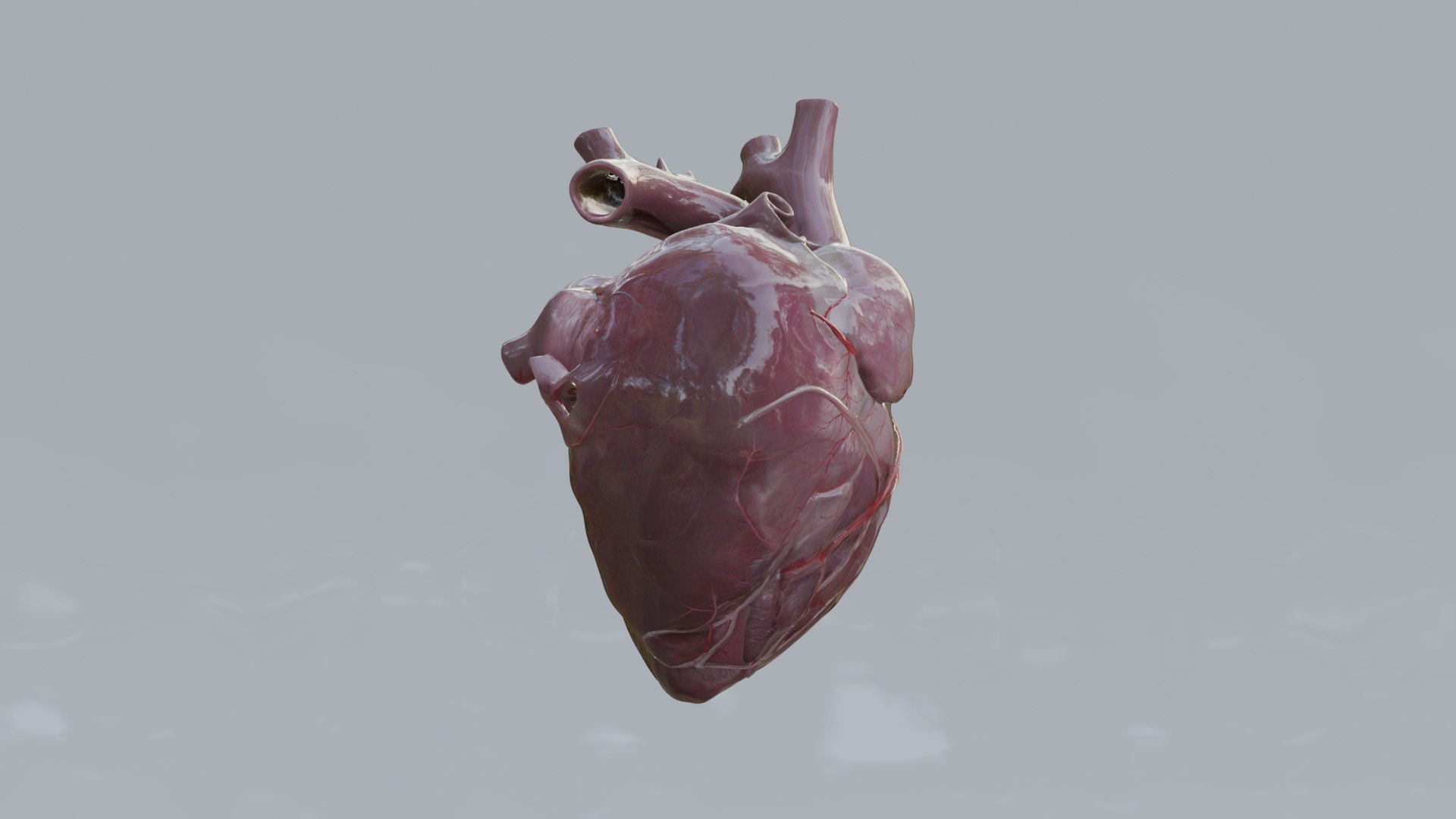 Human Organs Model - Brain Heart Lungs Liver Kidneys Stomach 3D model https://p.turbosquid.com/ts-thumb/7m/IMoNcx/SA/16/png/1777125822/1920x1080/fit_q87/3518785a52cd2ba5616bda428caa94d4cd0f4c9c/16.jpg