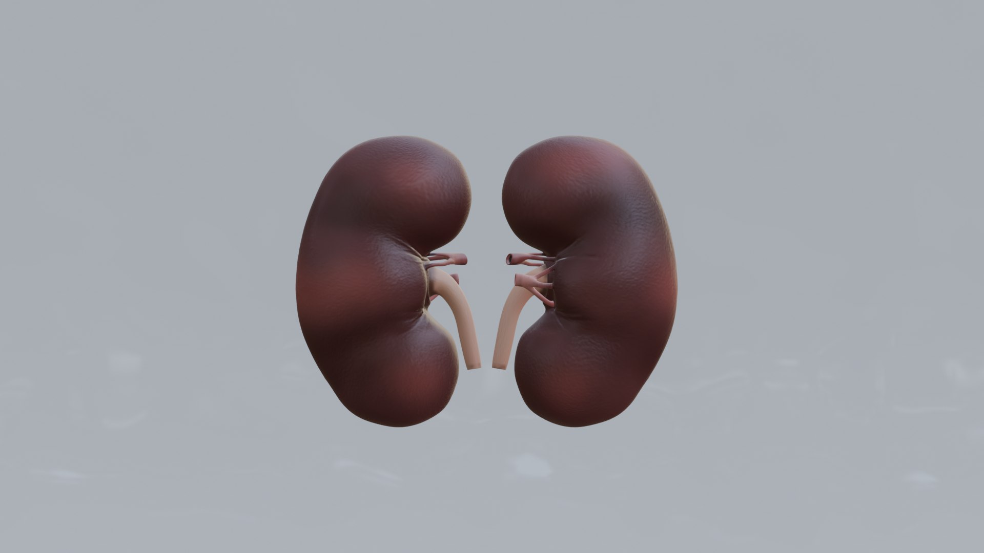 Human Organs Model - Brain Heart Lungs Liver Kidneys Stomach 3D model https://p.turbosquid.com/ts-thumb/7m/IMoNcx/bw/17/png/1777125839/1920x1080/fit_q87/35f62609c9c08a7e4d29e5b8b3605d56556163bf/17.jpg