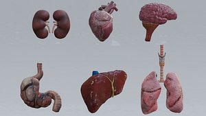 Human Organs Model - Brain Heart Lungs Liver Kidneys Stomach