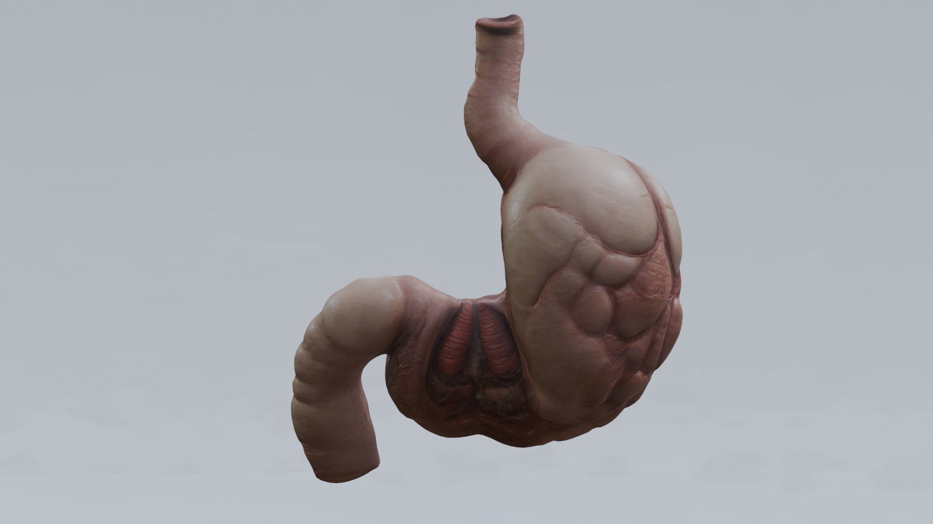 Human Organs Model - Brain Heart Lungs Liver Kidneys Stomach 3D model https://p.turbosquid.com/ts-thumb/7m/IMoNcx/f6/20/png/1777125906/1920x1080/fit_q87/3e863e551faed9274972697f4c3f35d5d1f023d3/20.jpg