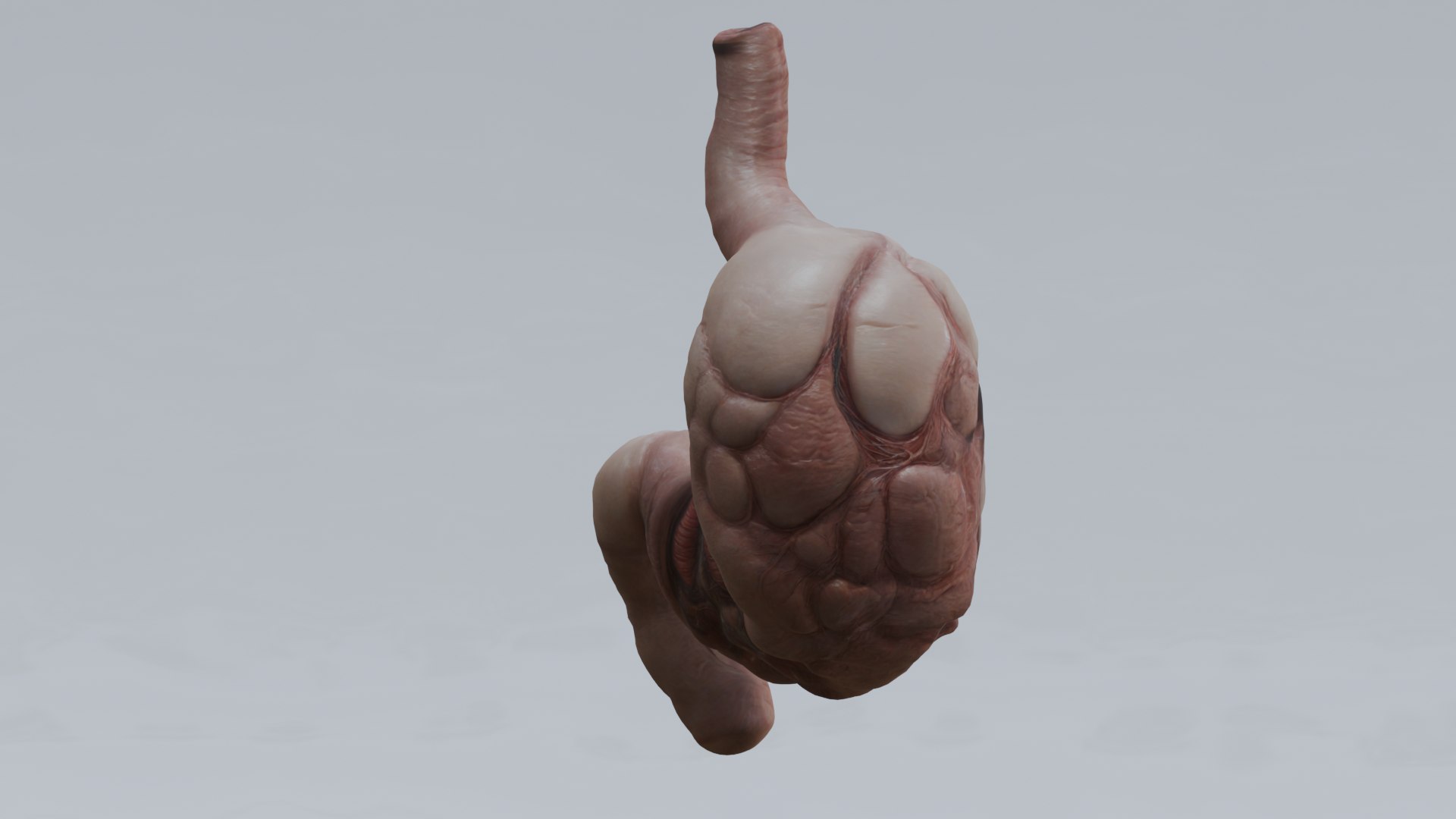 Human Organs Model - Brain Heart Lungs Liver Kidneys Stomach 3D model https://p.turbosquid.com/ts-thumb/7m/IMoNcx/i2/22/png/1777125924/1920x1080/fit_q87/1527b0b8d9cf6b92ff8afeb900b72aacf2c20dfd/22.jpg