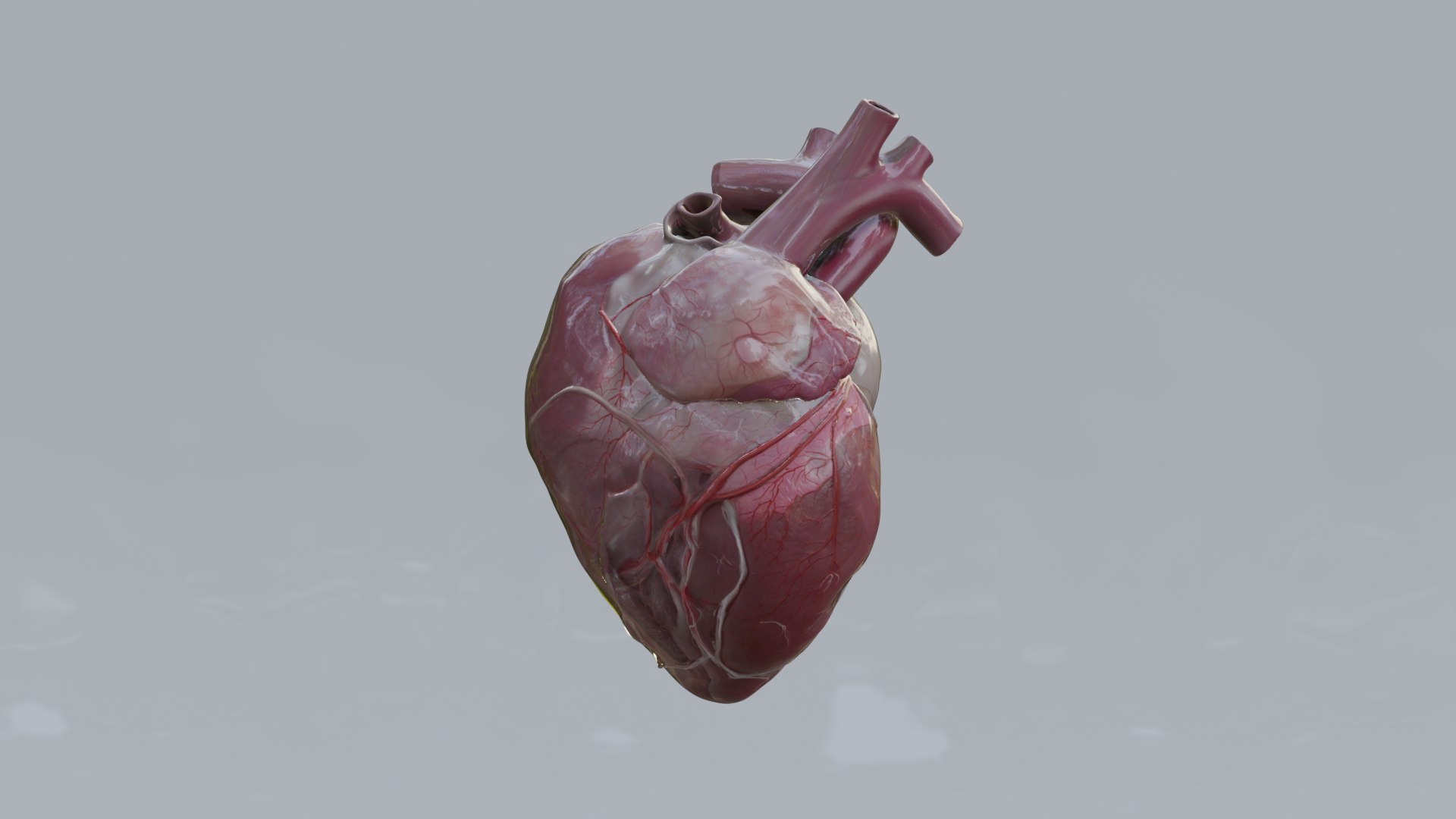 Human Organs Model - Brain Heart Lungs Liver Kidneys Stomach 3D model https://p.turbosquid.com/ts-thumb/7m/IMoNcx/mX/13/png/1777125843/1920x1080/fit_q87/092c0eecd6e0e37efa0cbf236398c4136b394f85/13.jpg