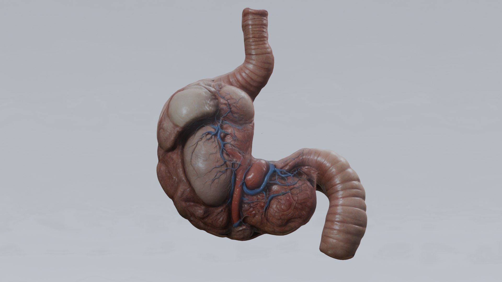 Human Organs Model - Brain Heart Lungs Liver Kidneys Stomach 3D model https://p.turbosquid.com/ts-thumb/7m/IMoNcx/oI/19/png/1777125900/1920x1080/fit_q87/5dbf10e4f0f6a0ed6150e8ad6d1d974068f327ac/19.jpg