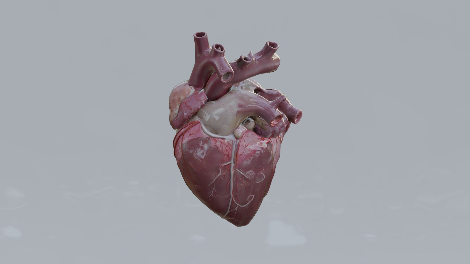 Human Organs Model - Brain Heart Lungs Liver Kidneys Stomach 3D model https://p.turbosquid.com/ts-thumb/7m/IMoNcx/tf/15/png/1777125813/1920x1080/fit_q87/e95730f50d94de67256b4004cbc66e3a7c459af5/15.jpg