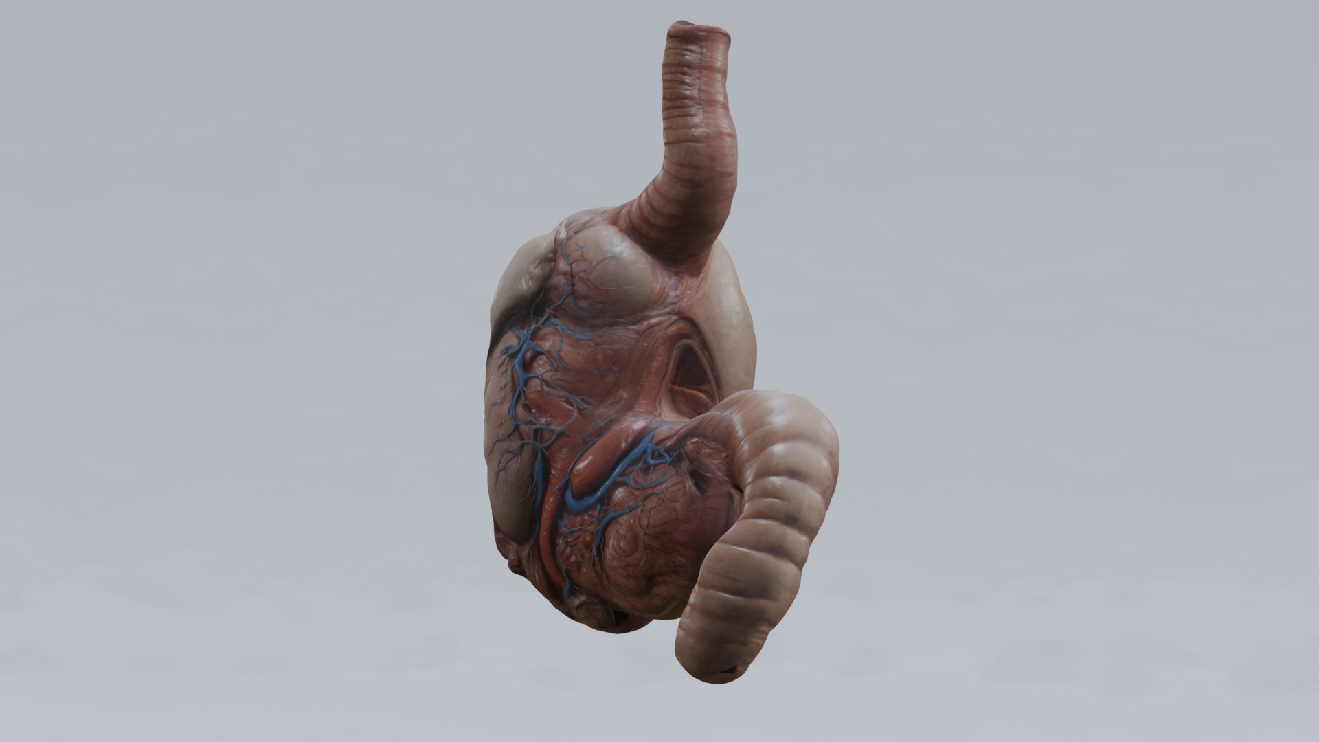 Human Organs Model - Brain Heart Lungs Liver Kidneys Stomach 3D model https://p.turbosquid.com/ts-thumb/7m/IMoNcx/zQ/21/png/1777125924/1920x1080/fit_q87/f25e399fb01c494227cc57b902a39001de9a077a/21.jpg