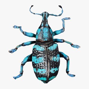 Eupholus Quinitaenia Remastered