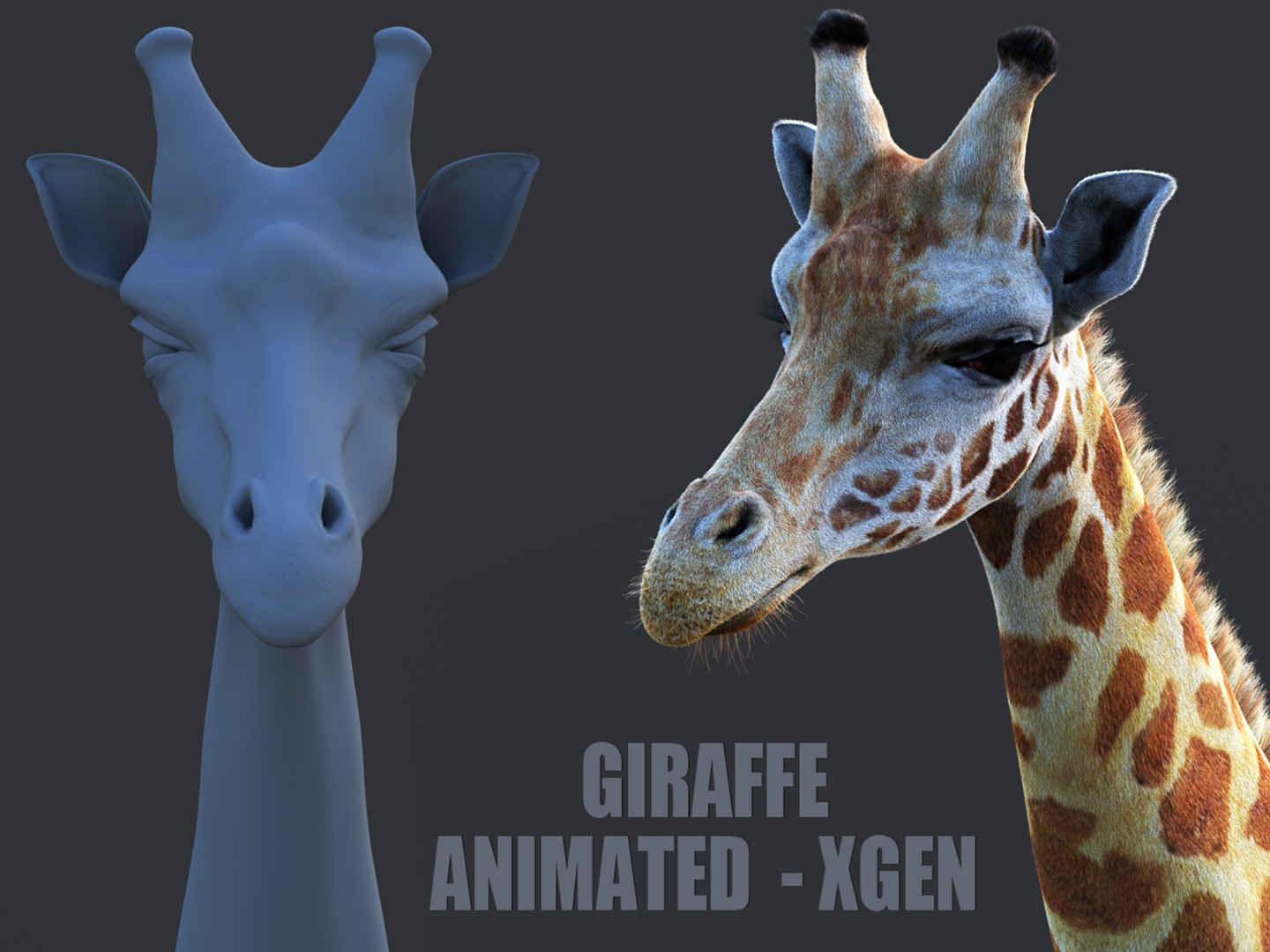 3D GIRAFFE XGEN-CORE ANIMATED - TurboSquid 2253818