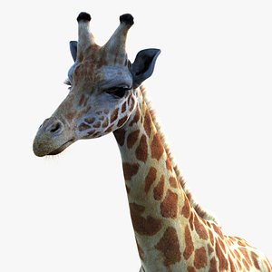 3D GIRAFFE XGEN-CORE ANIMATED