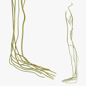 Human Leg Nervous System