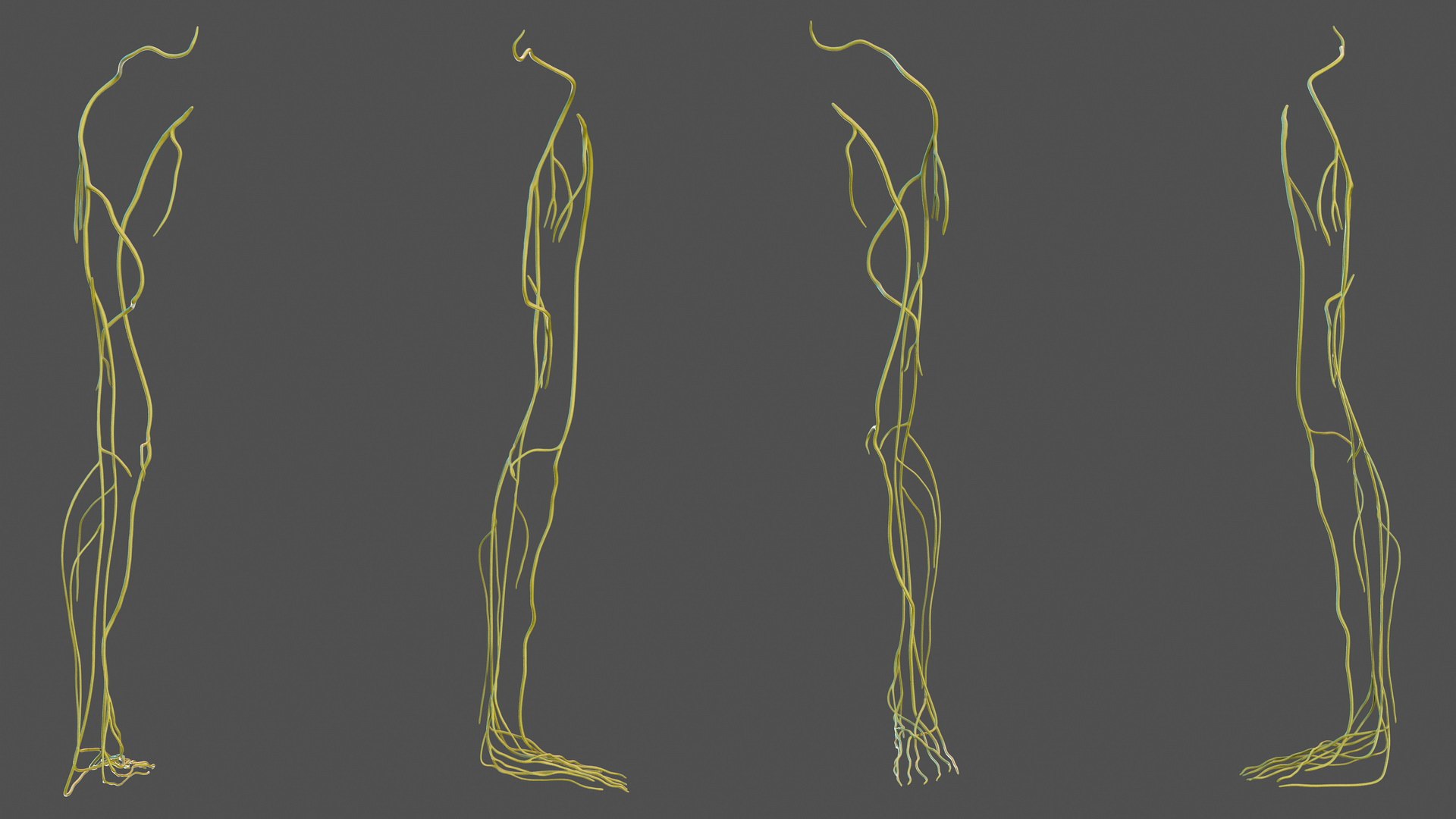 Human Leg Nervous System 3D model preview