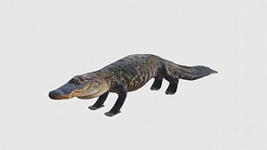 Low Poly Alligator Rigged With Realistic Texture 3D model