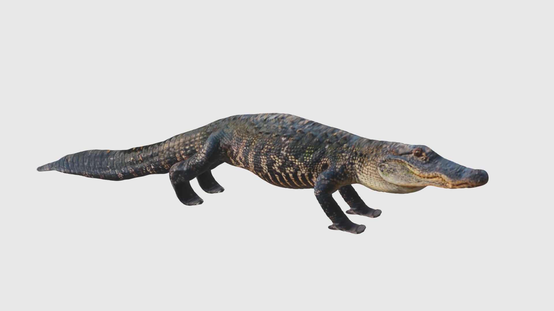 Low Poly Alligator Rigged With Realistic Texture 3D model - TurboSquid ...