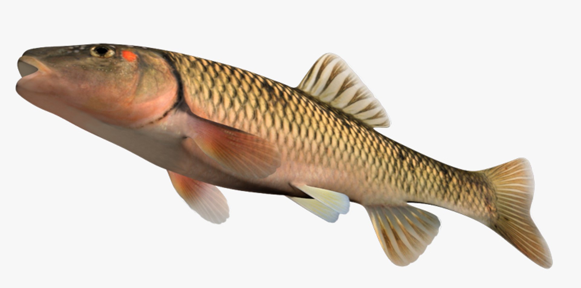 Nocomis Biguttatus Hornyhead Chub 3d Ma