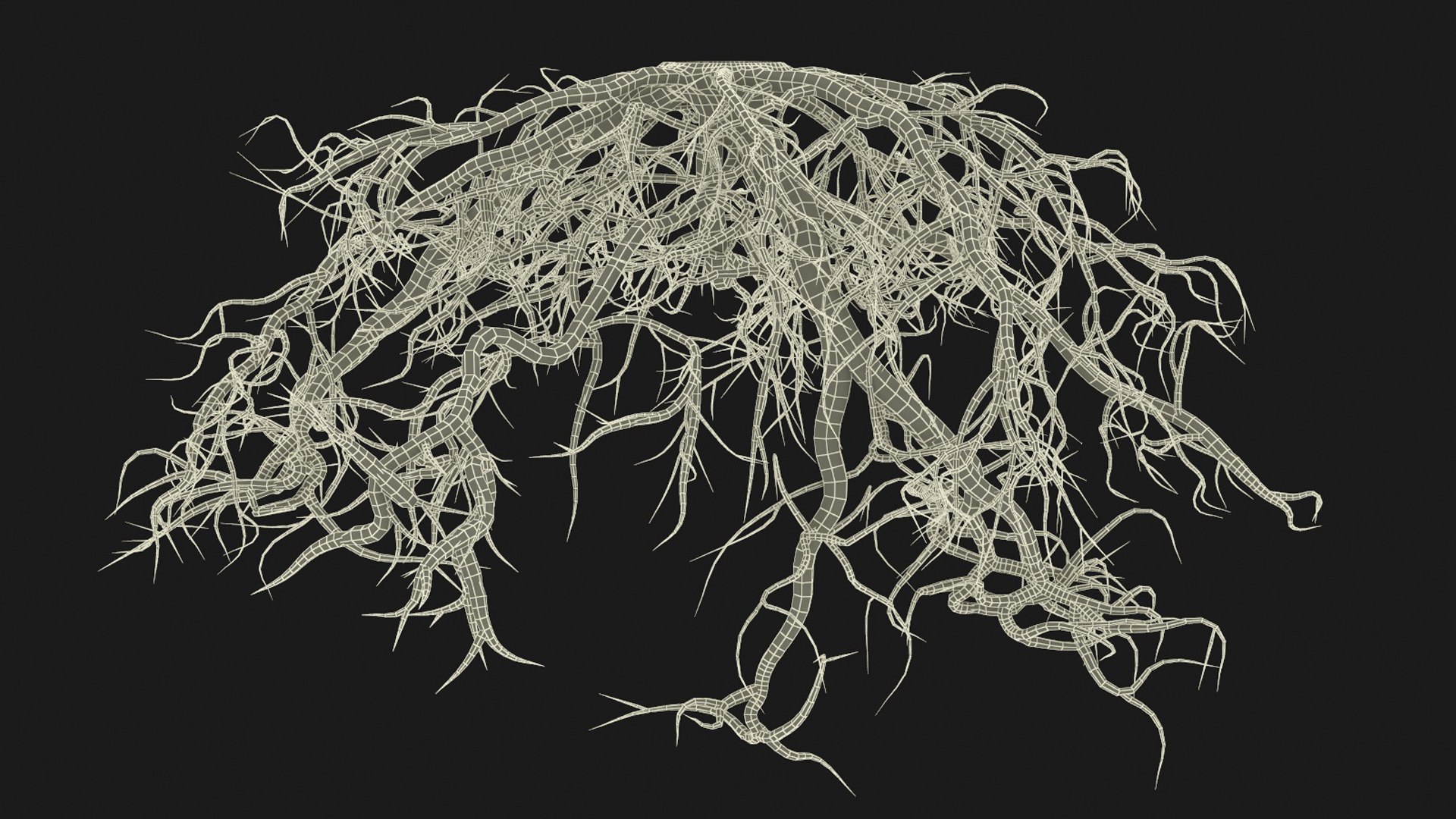 3D Roots Of Oak Model - TurboSquid 2324037