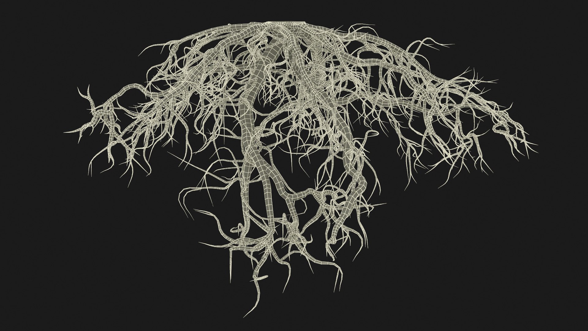 3D Roots Of Oak Model - TurboSquid 2324037