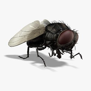 housefly animation ma