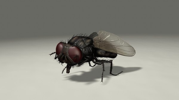 housefly animation ma