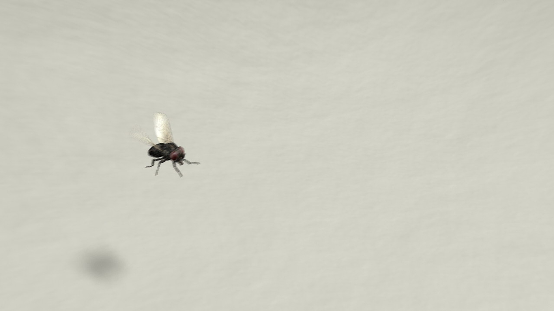 Housefly Animation Ma