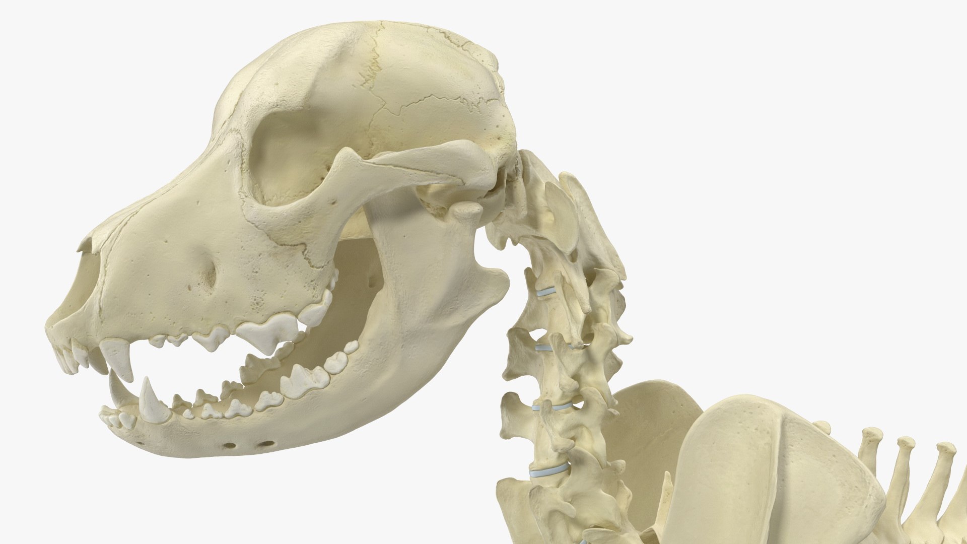 3D Dog Skeleton Anatomy - TurboSquid 2391778