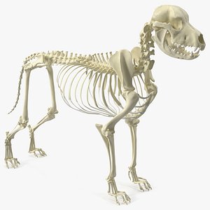 犬の頭蓋骨3Dモデルダウンロード用。TurboSquid