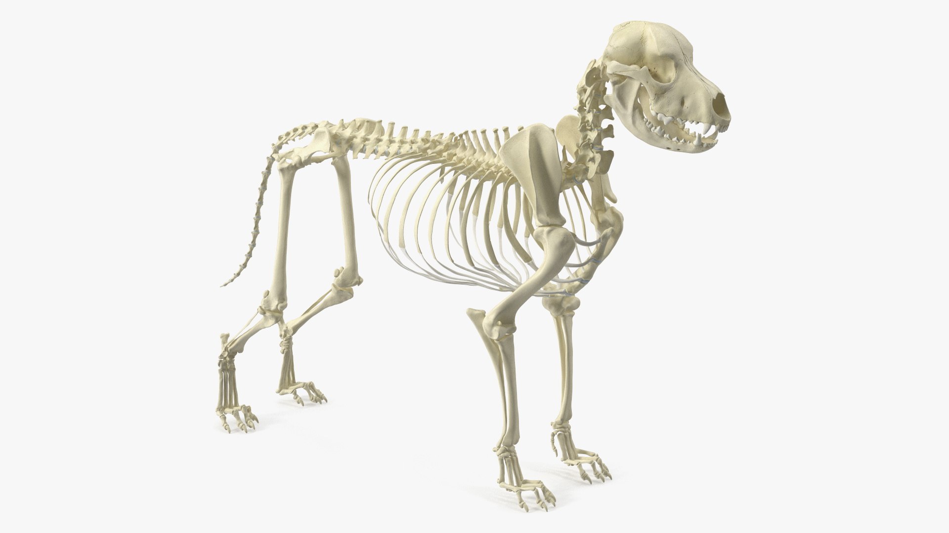 Dog Skeleton Anatomy 3D model preview