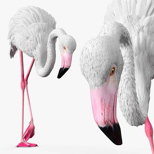 Albino Flamingo Bird White Rigged 3D model