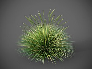 XfrogPlants Basket Grass - Lomandra Longifolia model