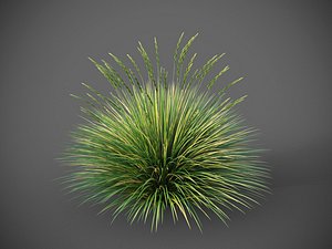 XfrogPlants Basket Grass - Lomandra Longifolia