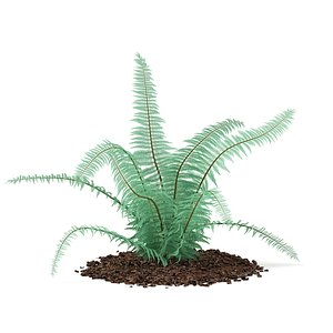 3d fern dicksonia antarctica