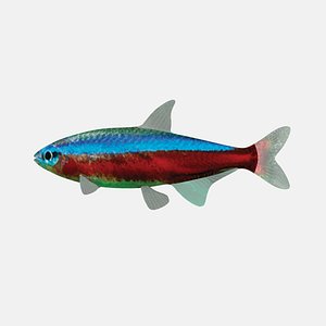 cardinal tetra