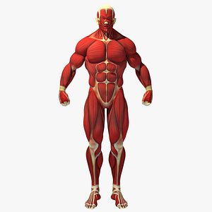 muscle anatomy reference 3D model